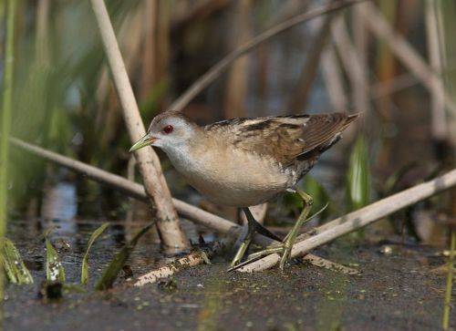 Малый погоныш