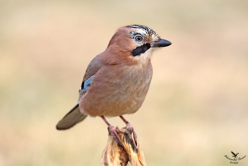 Высоко сижу, далеко гляжу. фото превью