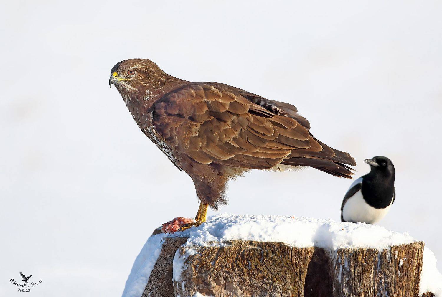 , Гусар Александр