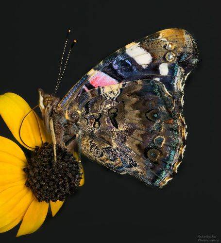 Бабочка Адмирал - мини серия от яйца до бабочки