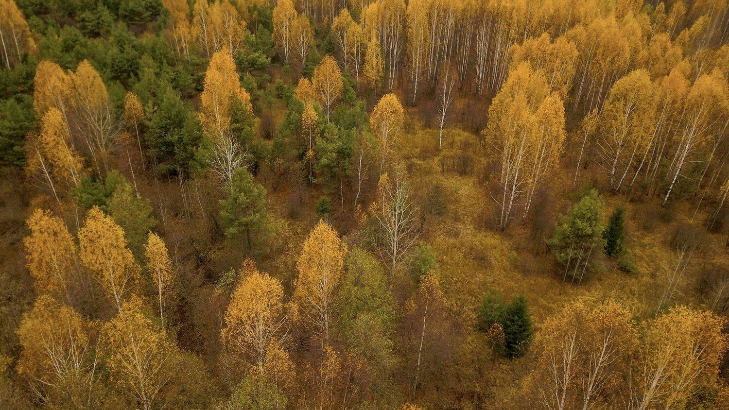 , Сергей Фаренюк