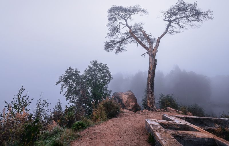 пейзаж природа остров сосна туиан развалины осень Туман на развалинах фото превью