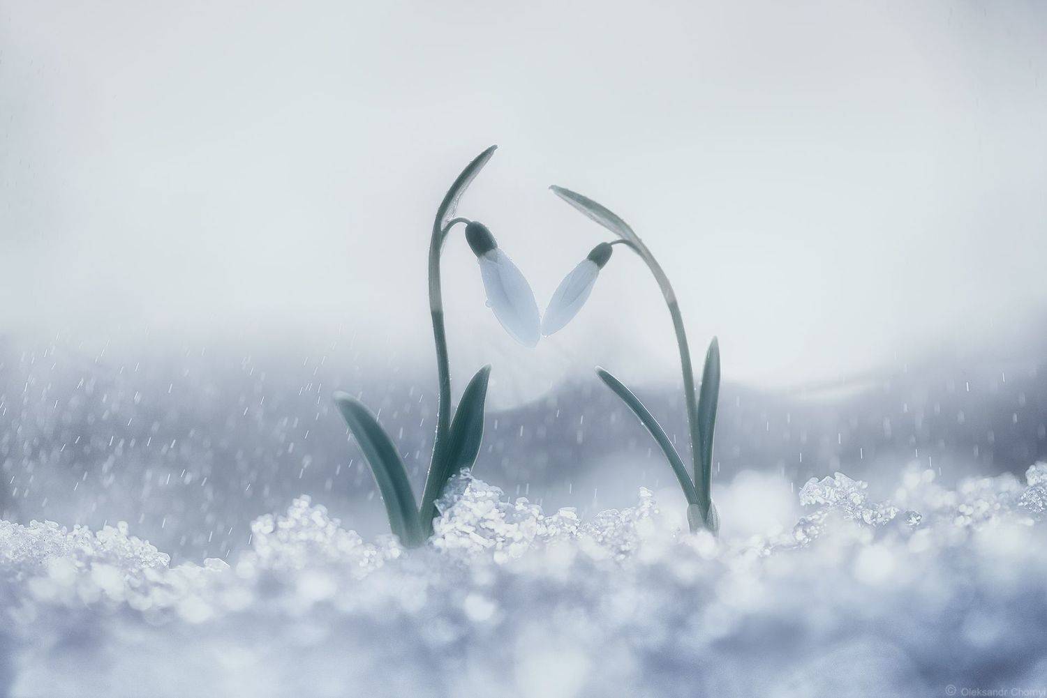 весна, подснежники, любовь, мгновение, жизнь, вдохновение, украина, коростышев,, Чорный Александр