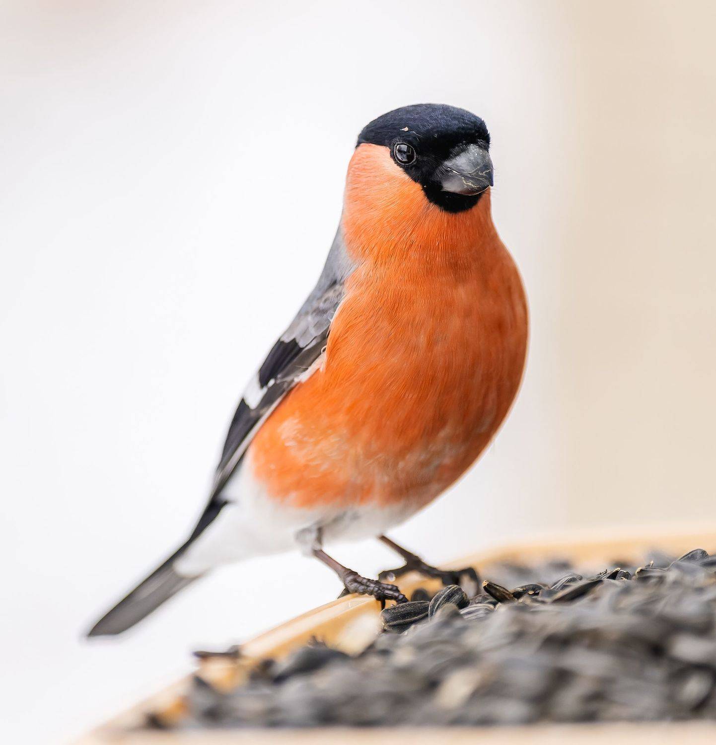 , Дэм Константин