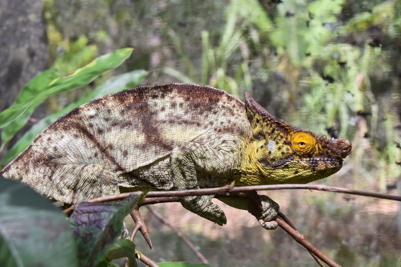 животные, хамелеон, мадагаскар На Мадагаскаре жизнь прекрасна фото превью