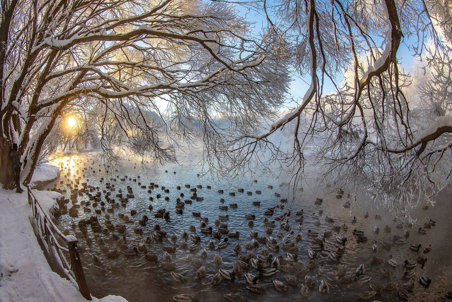 зима, парк, утки, деревья, Александр Широких
