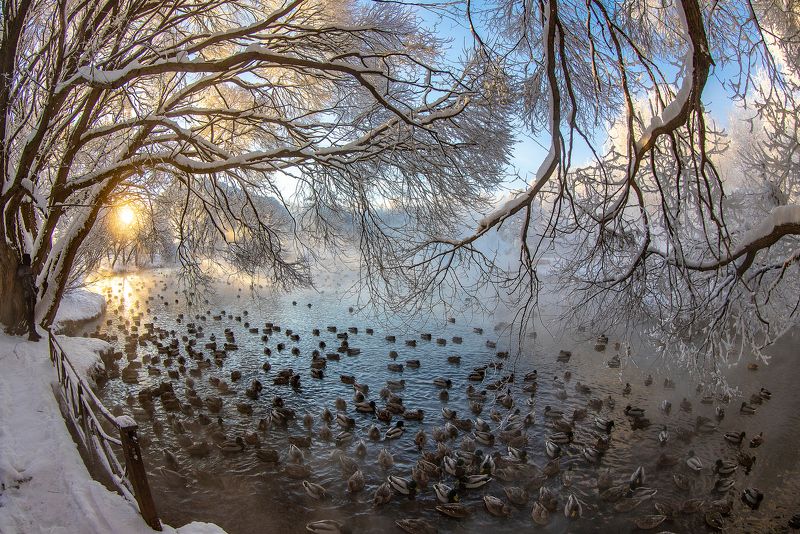 Зимнее утро в парке фото превью