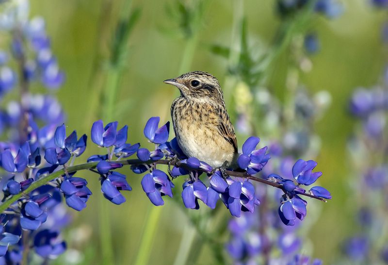 Удивительный мир фото превью