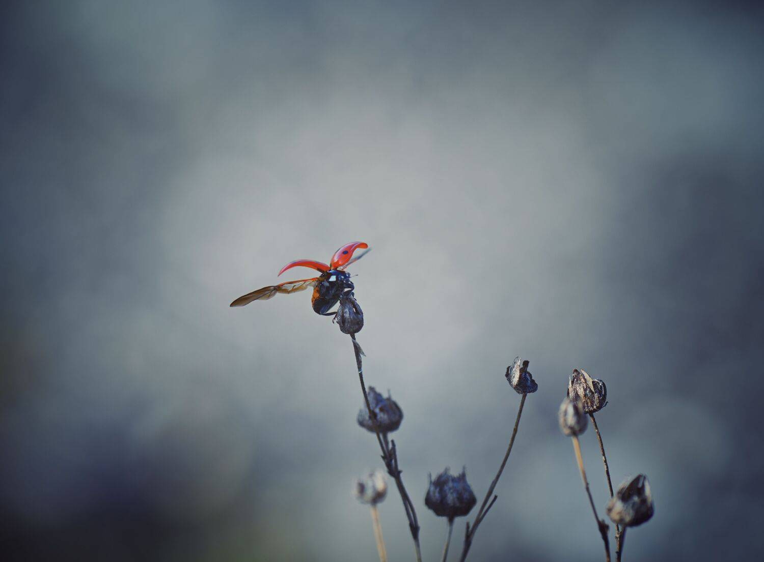 , Герчев Николай