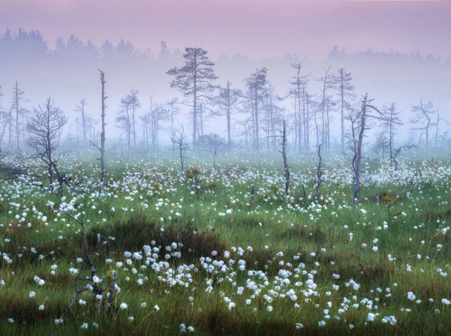 санкт-петербург, Андрей Грачев