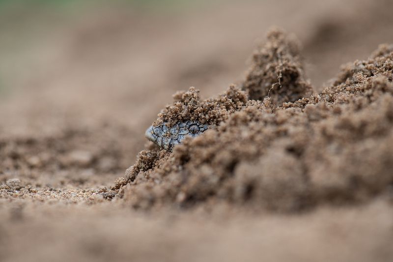 Западный удавчик (Eryx jaculus) фото превью