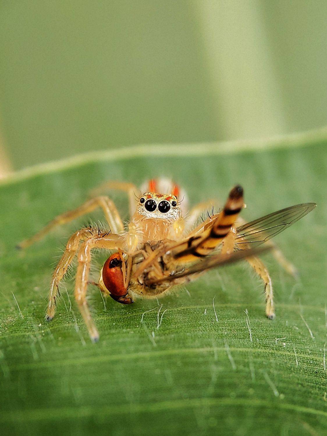 spider, macro, photography, Sai Krishna