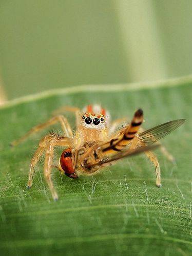 Spider with its food