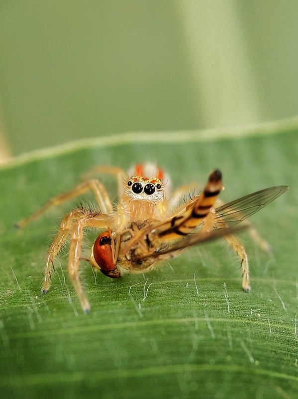 spider, macro, photography Spider with its food фото превью