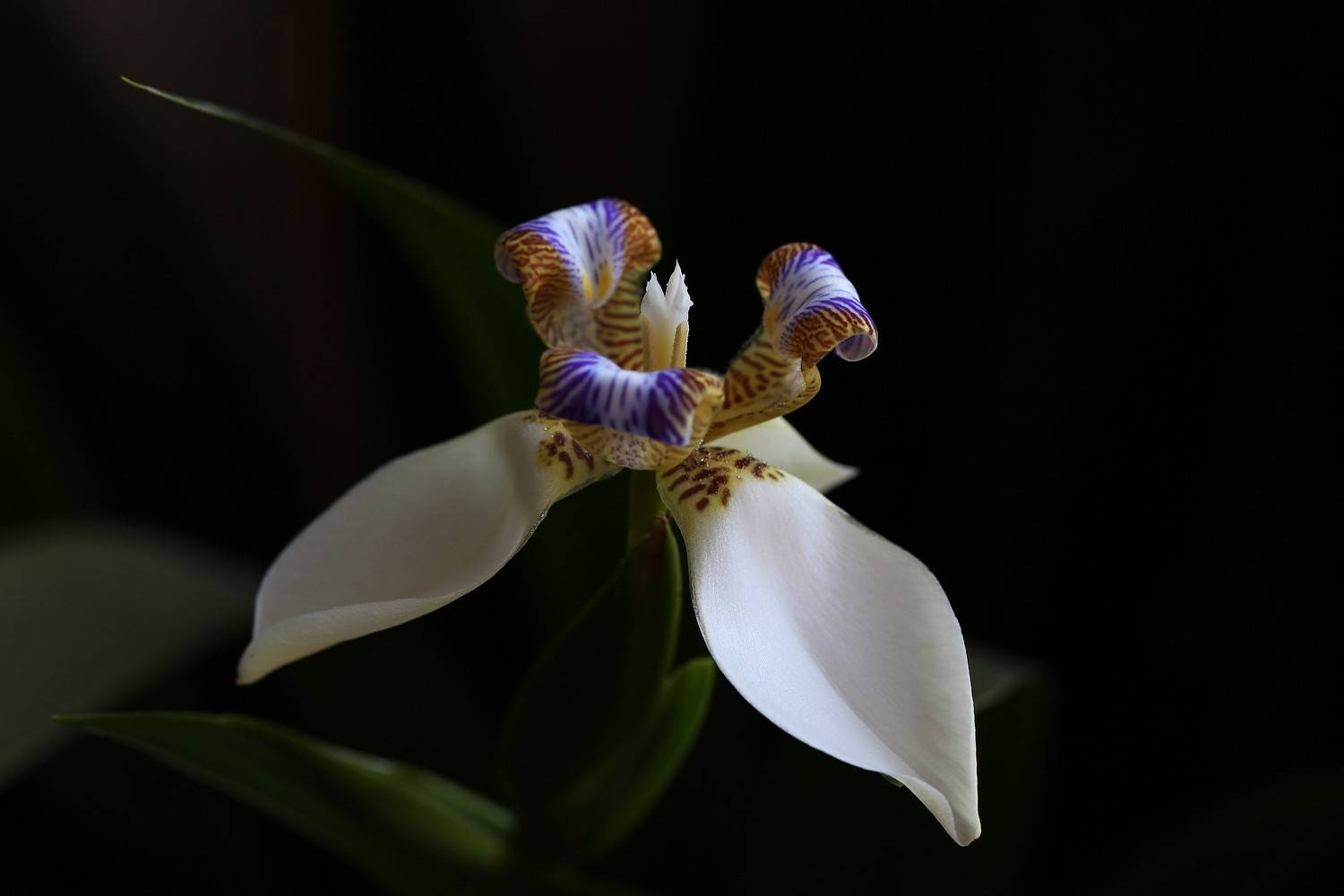 ирис шагающий неомарика neomarica gracilis, Евгений Слободской