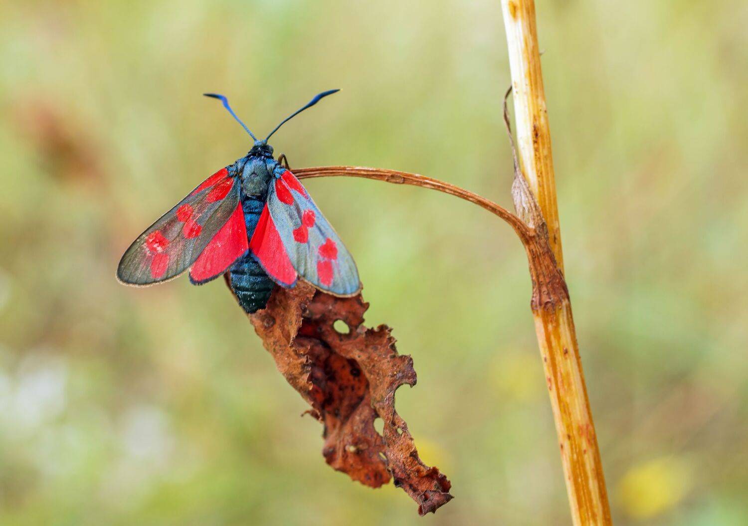 , Чепленко Алексей