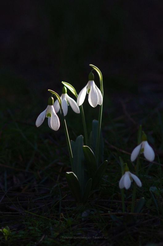крым, nature, crimea, подснежники Светлячки фото превью
