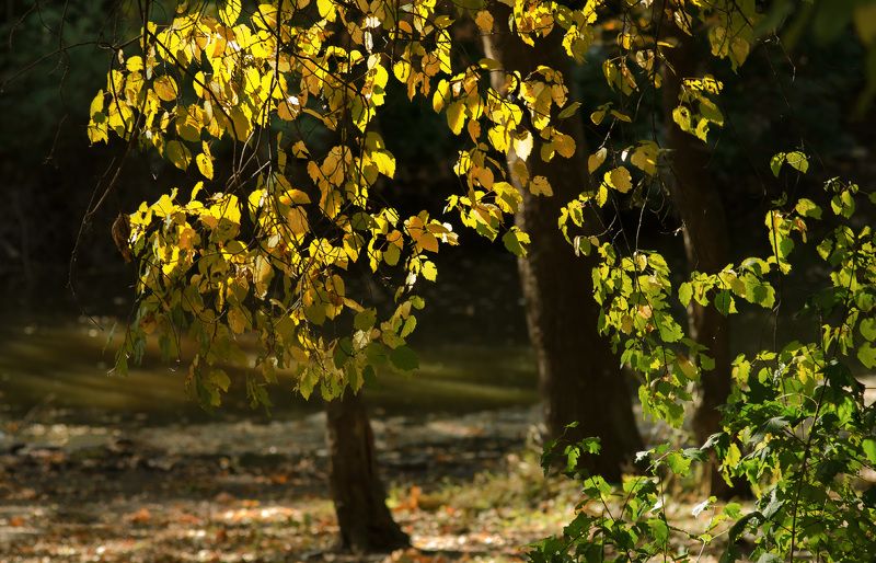 Осень на пруду. фото превью