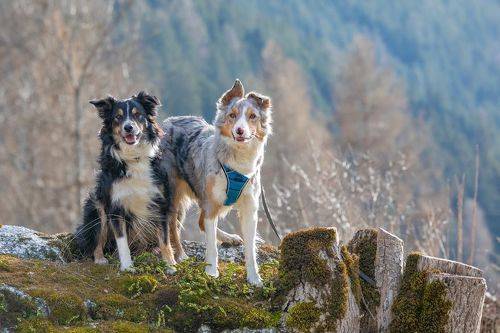 Best Friends