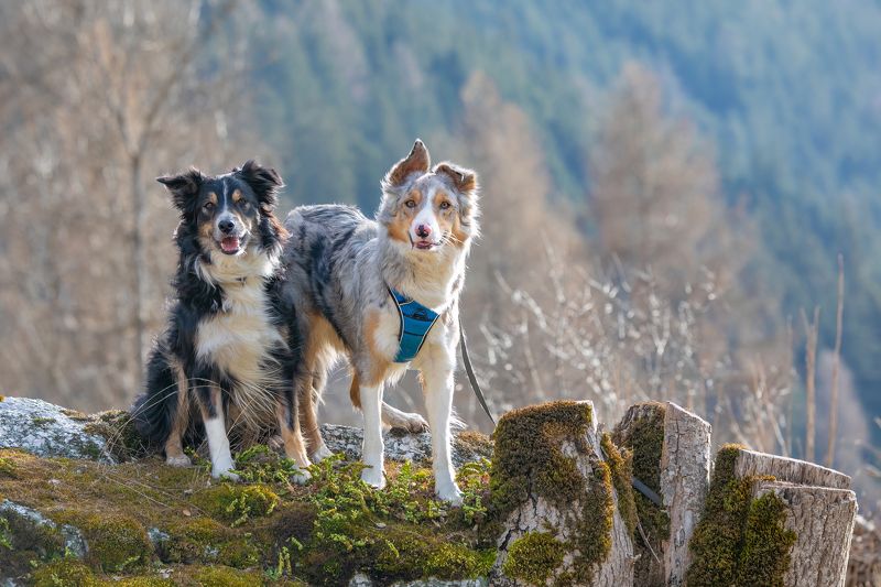 dog, collie, animal, nature, portrait, pet, Best Friends фото превью