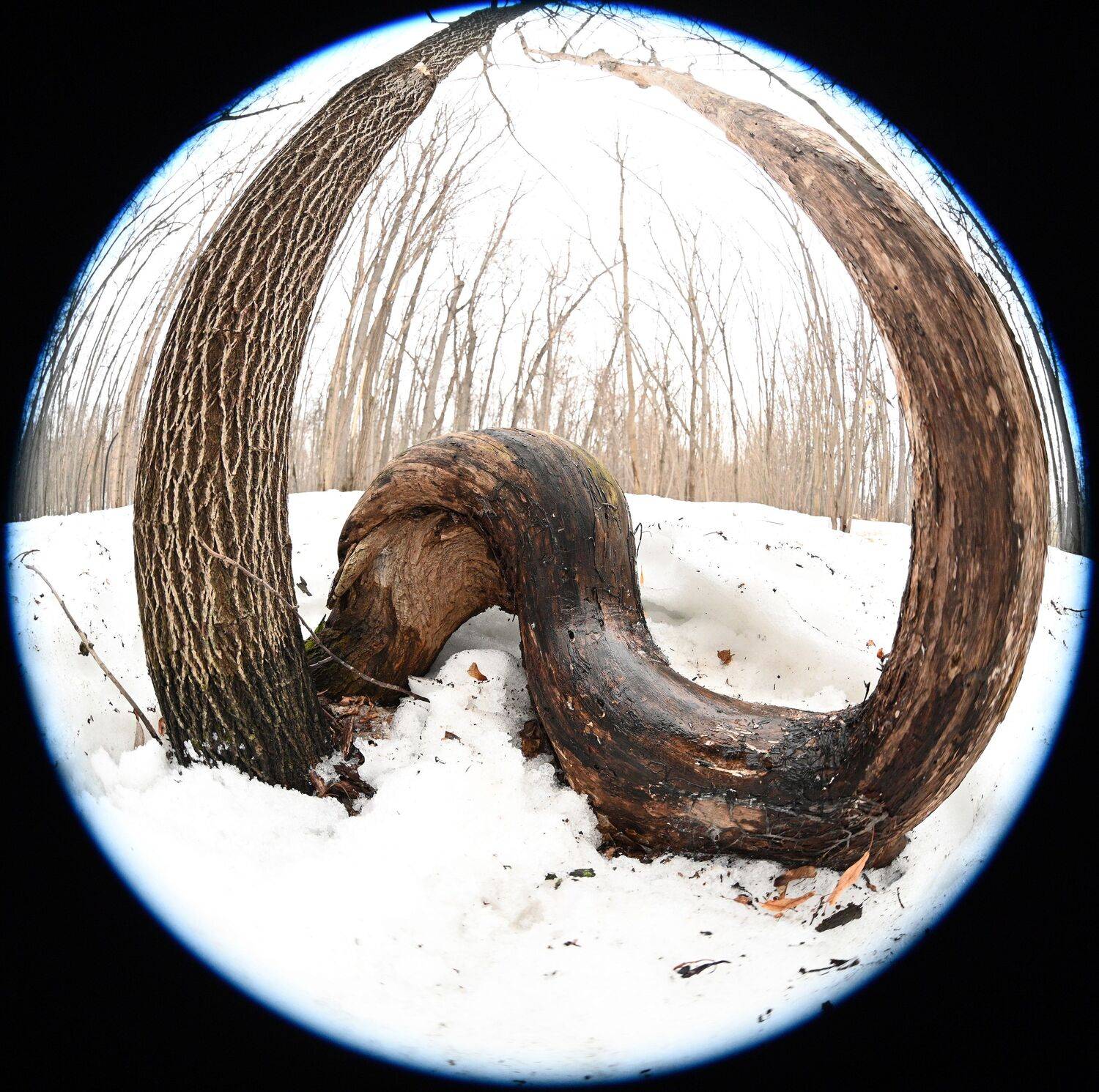 , Меднов Влад