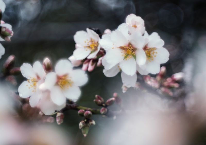 К иллюзиям вешних цветений. фото превью