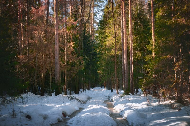 Солнечный день в заснеженном лесу фото превью