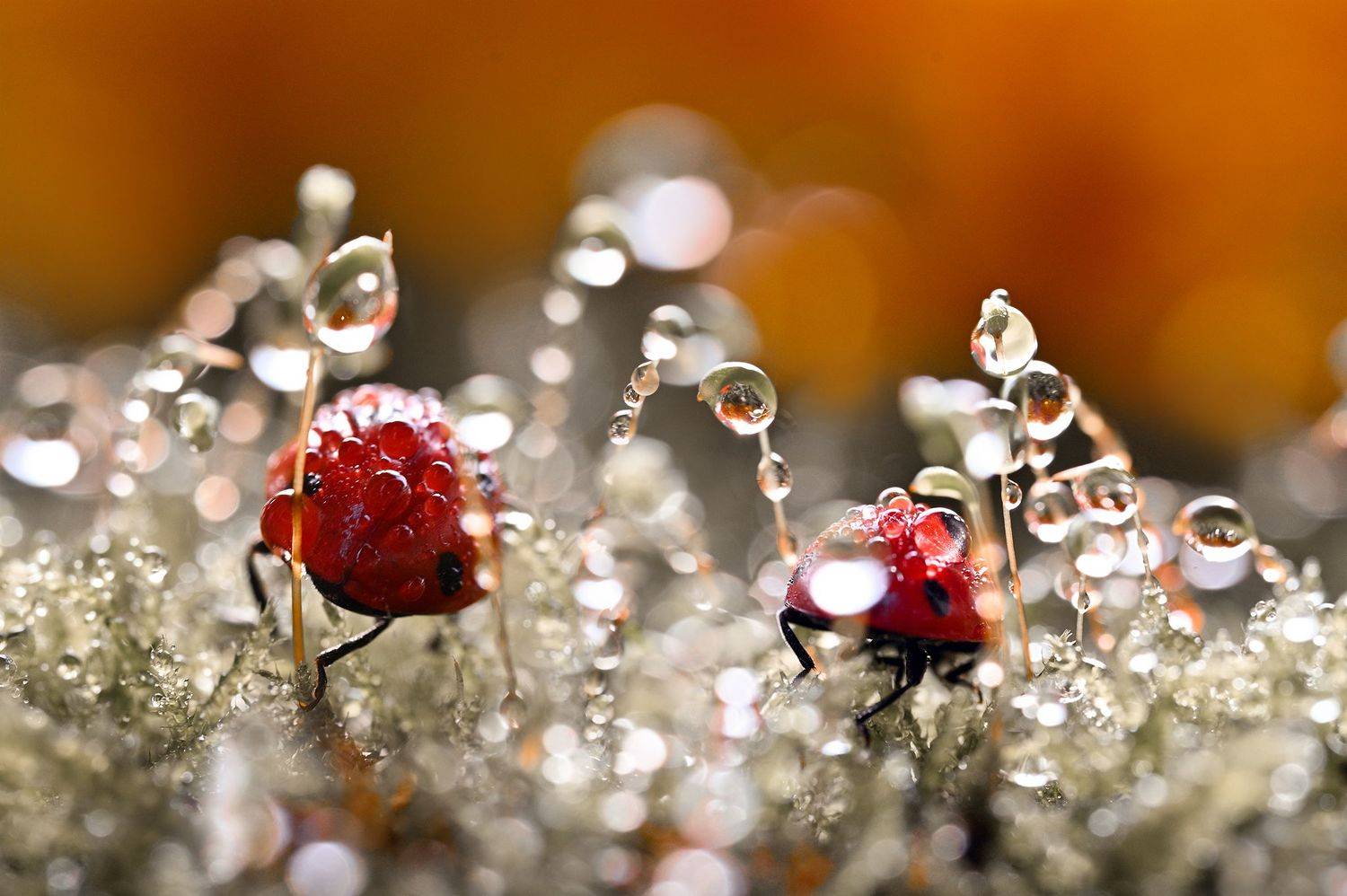 ceclii,macro, Ganev Tsvetan