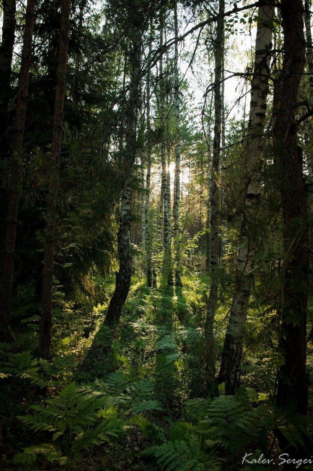 , Сергей Калёв