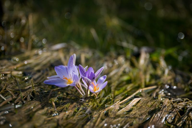 шафран, крокус, первоцветы, цветы, flowers, primulas, crócus reticulátus Шафран сетчатый фото превью