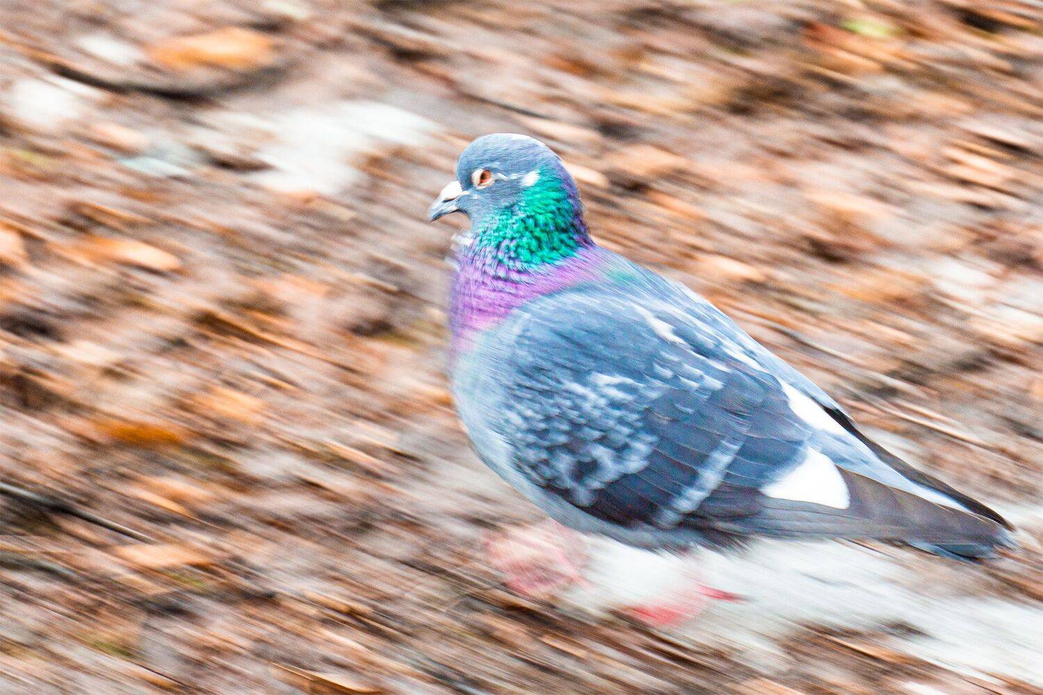 , Чудинин Дмитрий