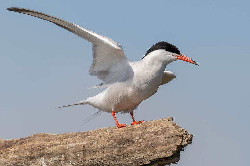 Common Tern фото превью