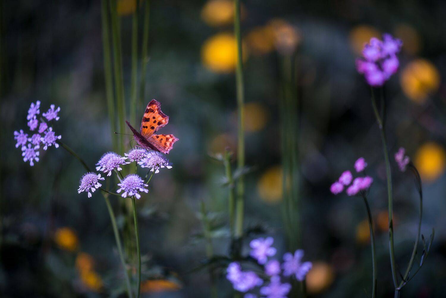 , Mariyana Atanasova - Lucero