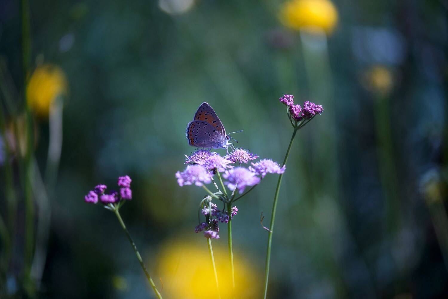 , Mariyana Atanasova - Lucero