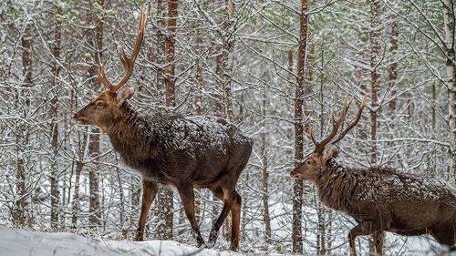 Пятнистые олени