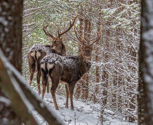 Встреча в лесу