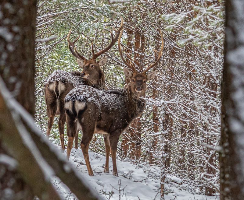пятнистые олени, олени, олень, беларусь, красный бор, зима Встреча в лесу фото превью
