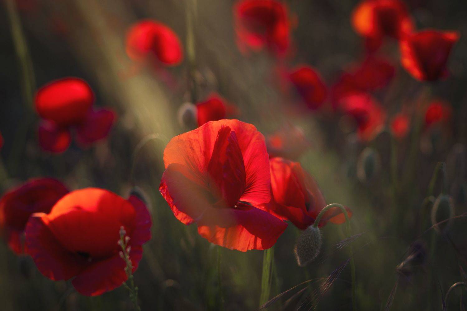 Крым, Елена Гусева