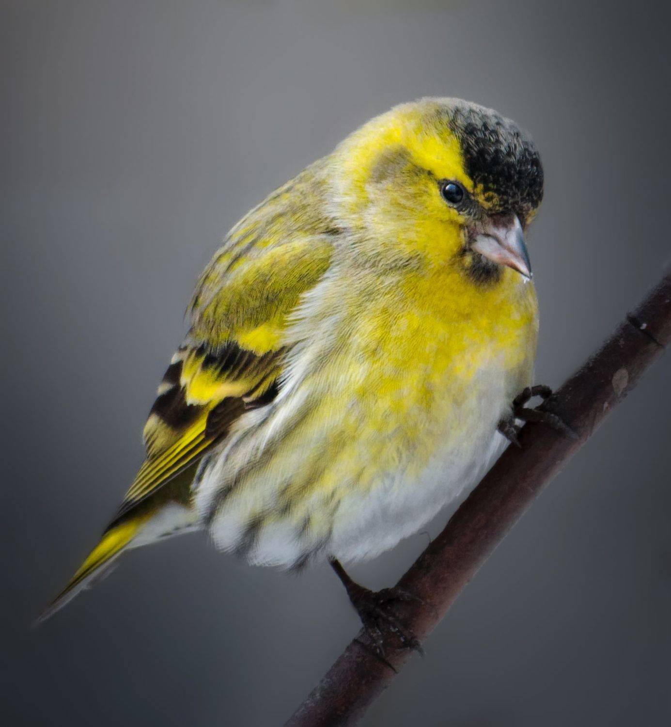 птицы России, птицы Москвы, фотоохота, наблюдение за птицами, птица, птицы, орнитология, nikon, birding, birdwatching, bird freak, Никон Александр