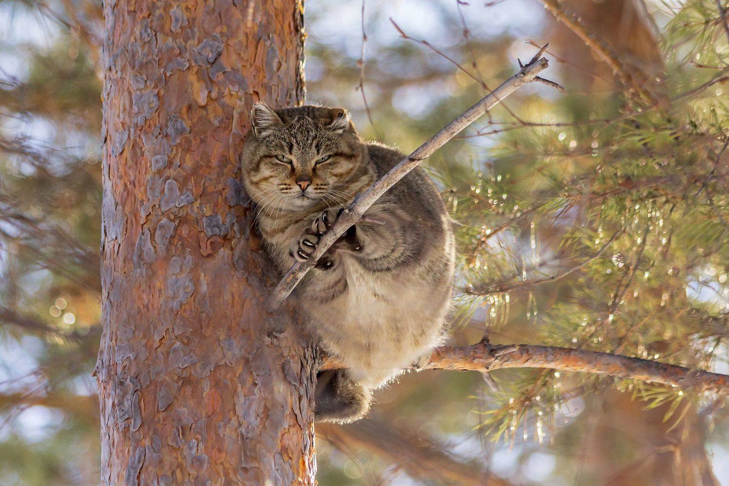 март, коты прилетели, Koledova Irina