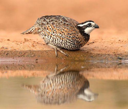 Northern Bobwhite - Виргинская американская куропатка