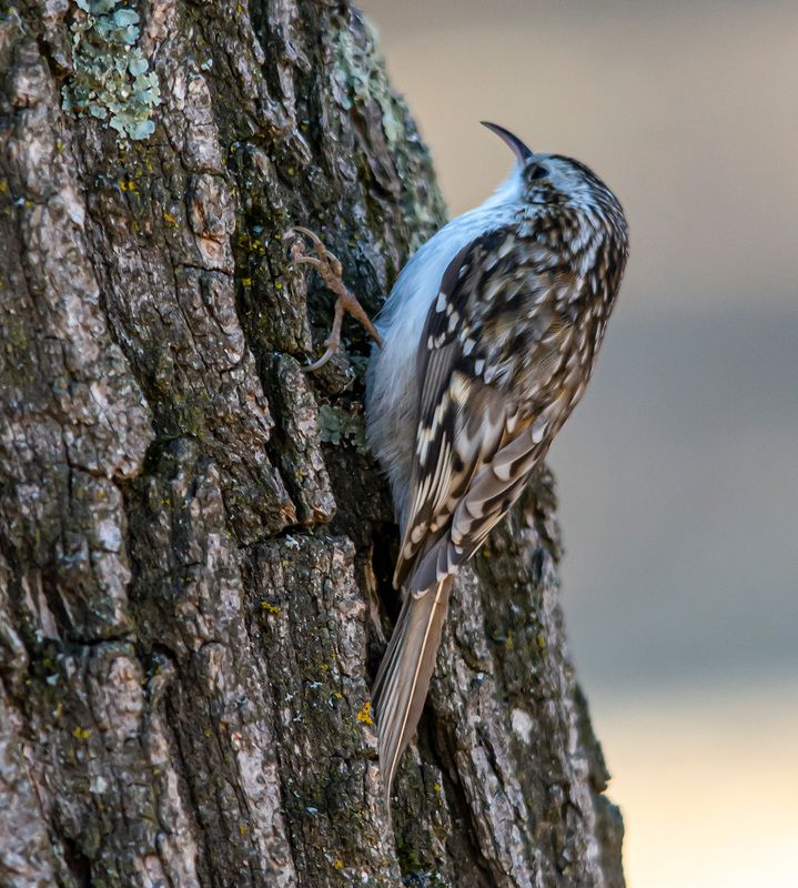 пищуха, птицы, кисловодск, кисловодский парк Пищуха фото превью