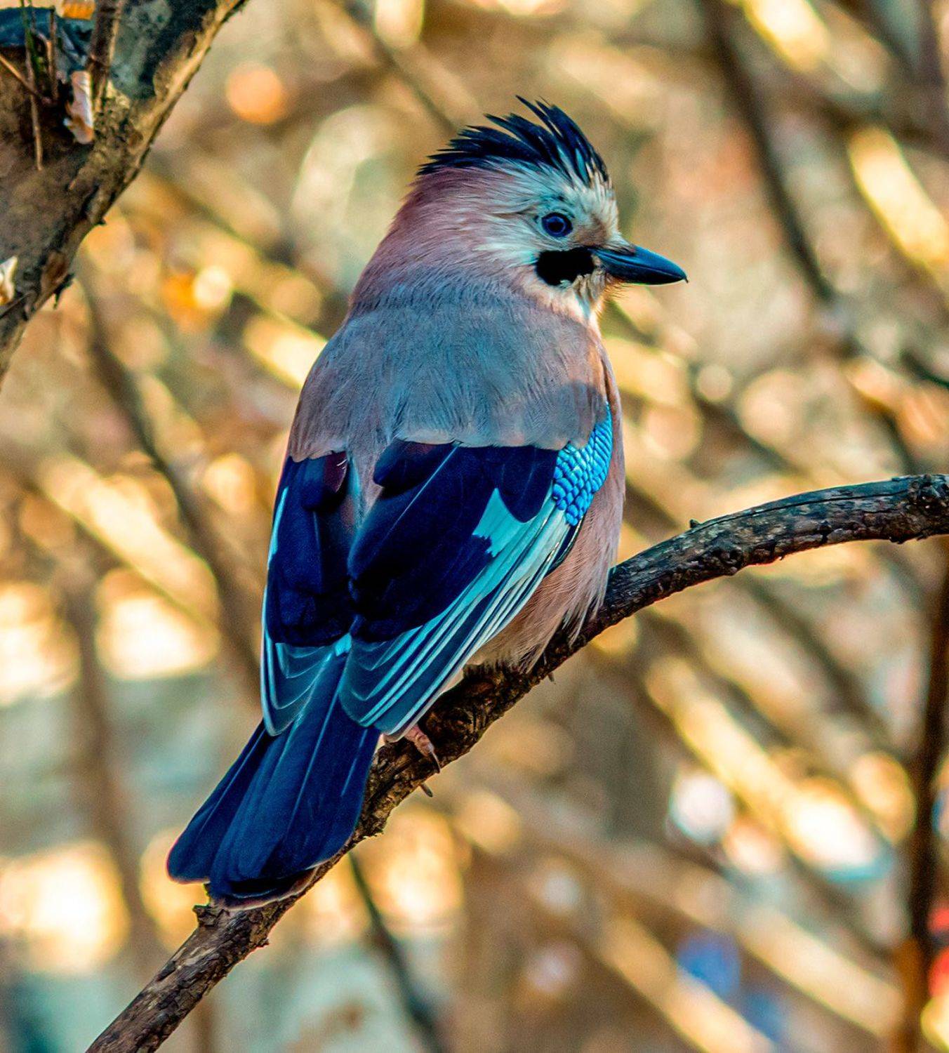 сойка, птицы, кисловодск, кисловодский парк, Сергей Савчук