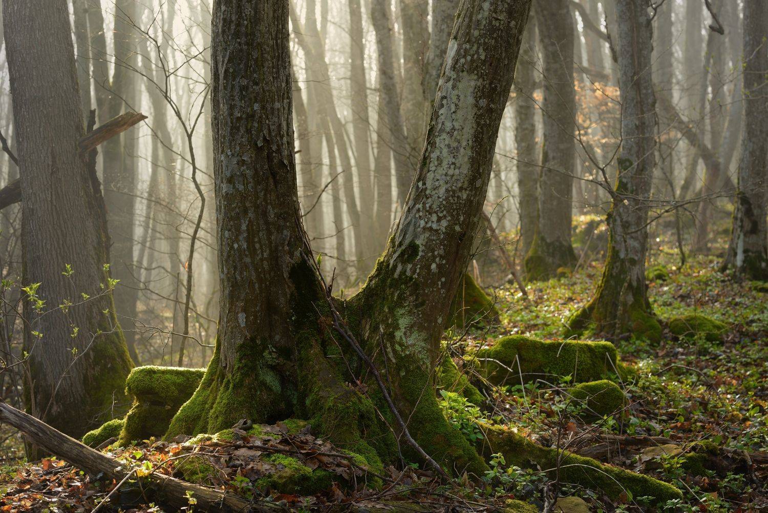 весна туман лес утро, Александр Жарников