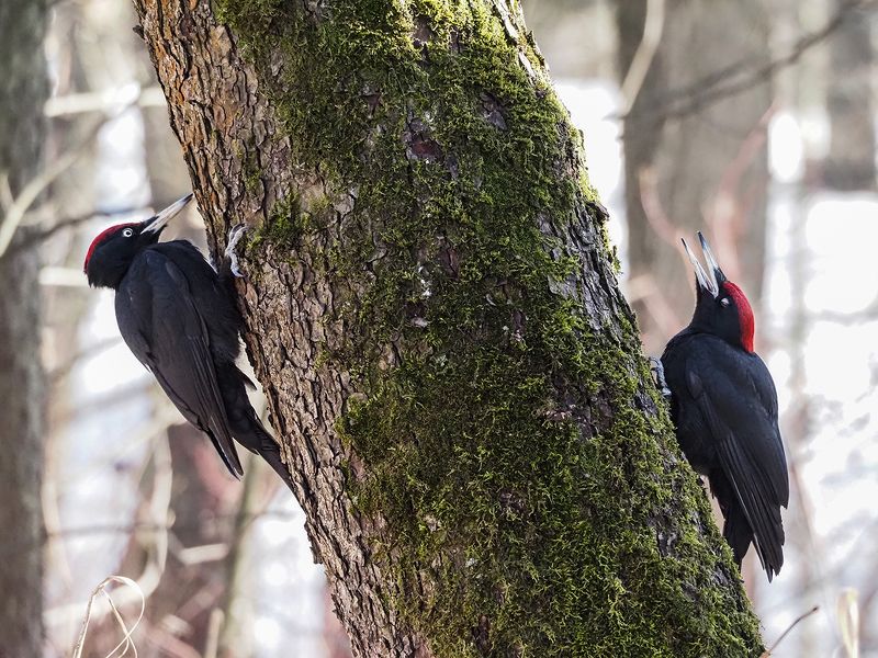 прятки фото превью