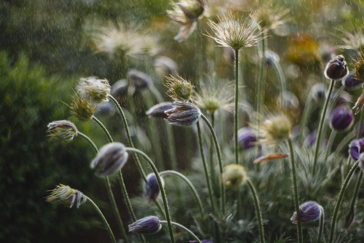 , Ульяна Буканова (Мизинова)