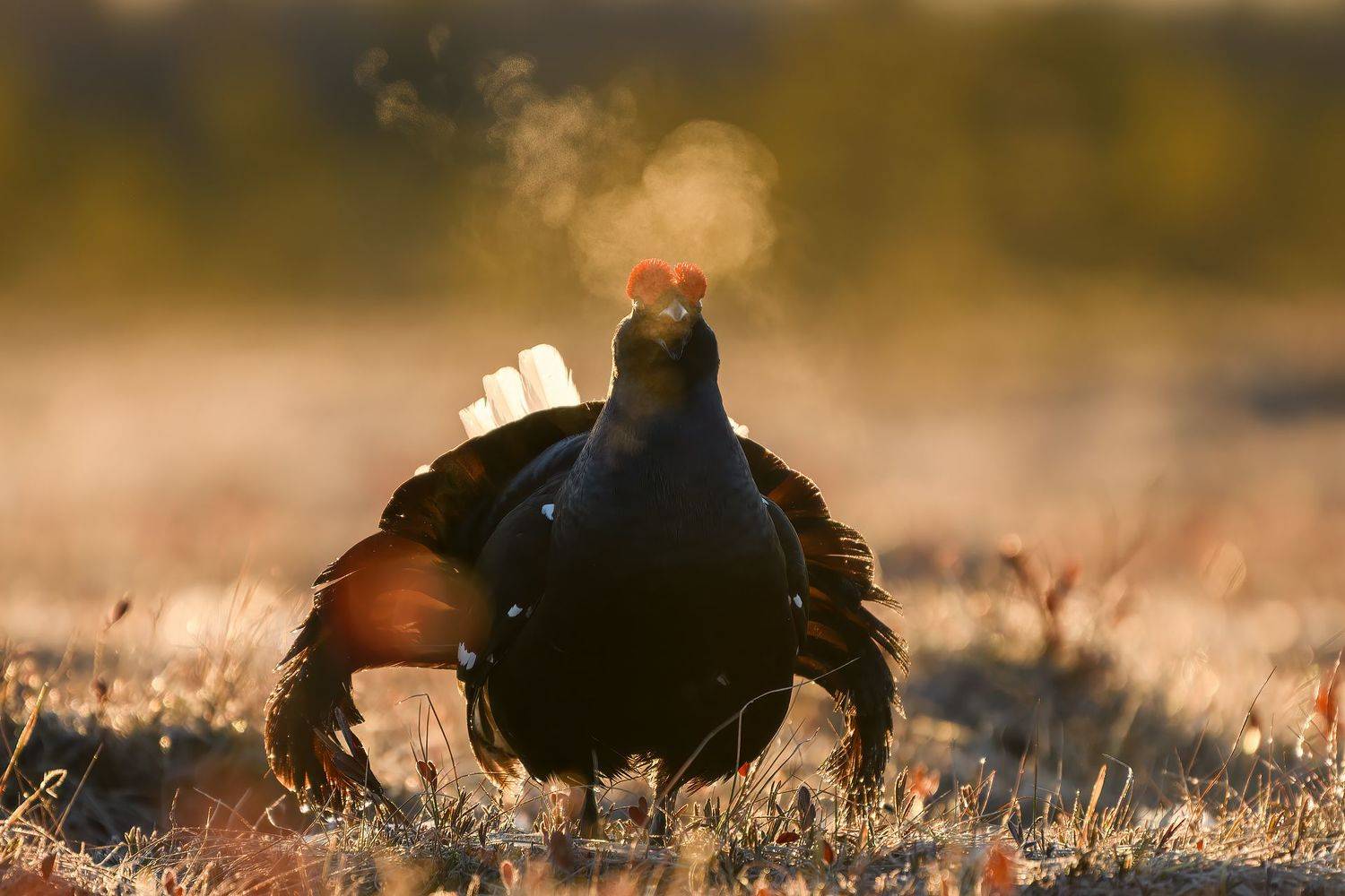 , Калинин Михаил