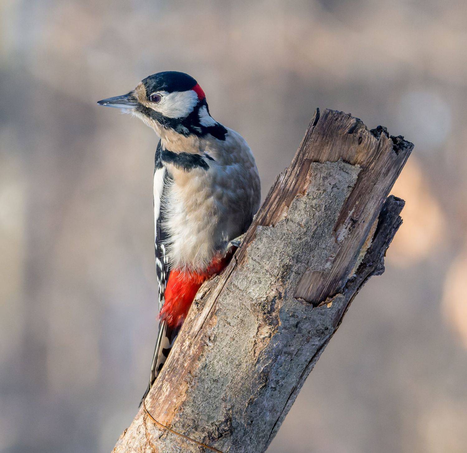 , Дэм Константин