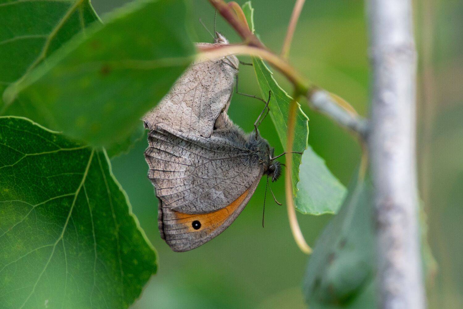 volgograd, russia, wildlife, Maniola jurtina, , Сторчилов Павел