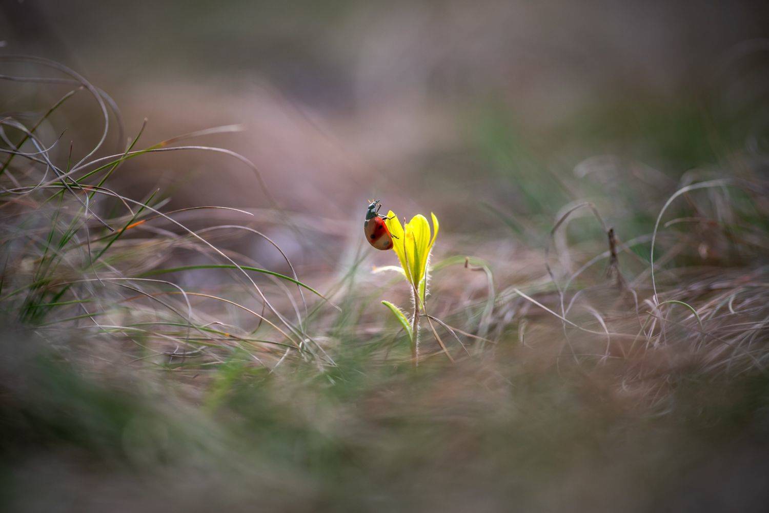 весна, вечер, цветок, божья коровка, Анна Иванова